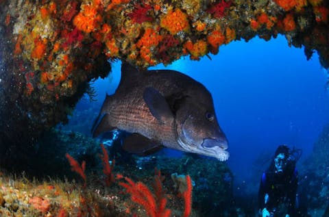 【東京都神津島・ファンダイビング】潜った瞬間に楽園が広がる！ボートエントリーダイビング