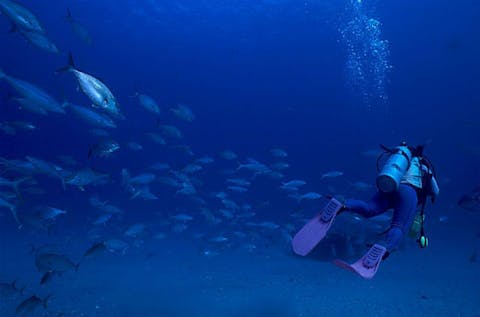 【東京都神津島・ファンダイビング】ビーチとボート両方楽しめる！ミックスダイビング