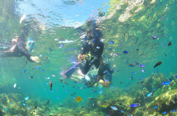 アクアメイトダイビングクラブ 伊豆諸島 小笠原諸島 シュノーケリング その他 アソビュー