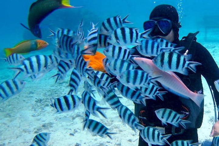 沖縄 体験ダイビング クマノミに会える トロピカルな魚とサンゴ礁体験ダイビング アソビュー