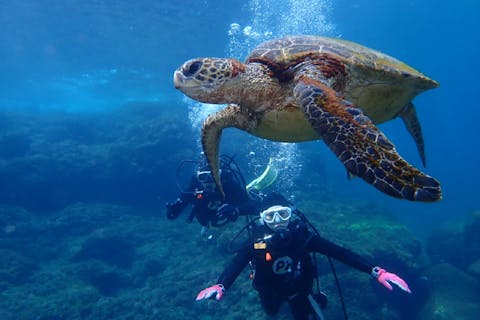 伊豆諸島・小笠原諸島のダイビングライセンス取得（Cカード取得）の体験・予約 おすすめランキング - アソビュー！