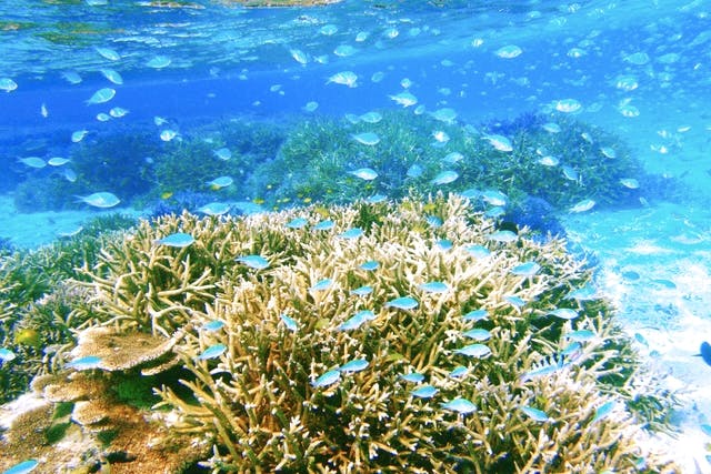 石垣島 半日 スノーケリング キラキラな海とカラフルな熱帯魚の世界へ サクッと遊べる半日ツアー アソビュー