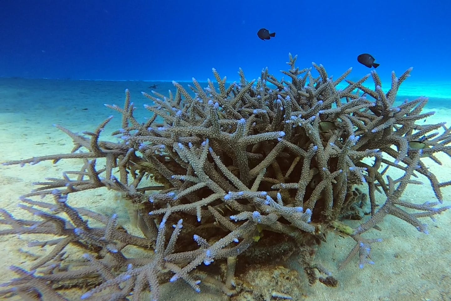 石垣島 半日 スノーケリング キラキラな海とカラフルな熱帯魚の世界へ サクッと遊べる半日ツアー アソビュー