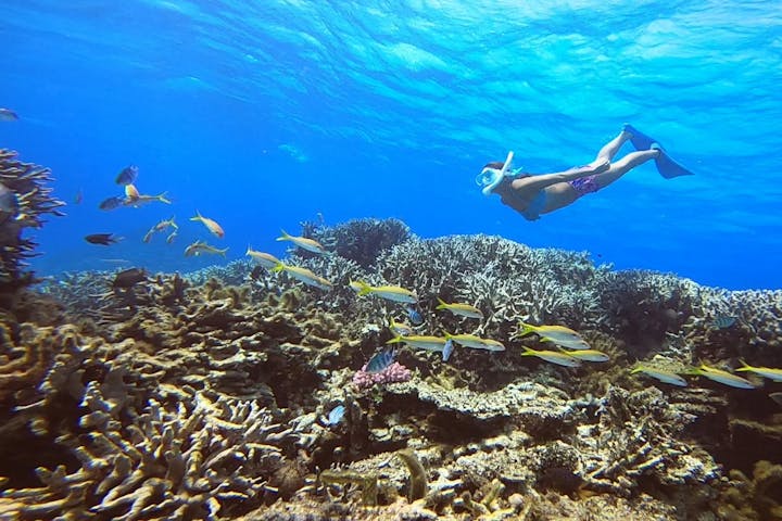 石垣島 半日 スノーケリング キラキラな海とカラフルな熱帯魚の世界へ サクッと遊べる半日ツアー アソビュー