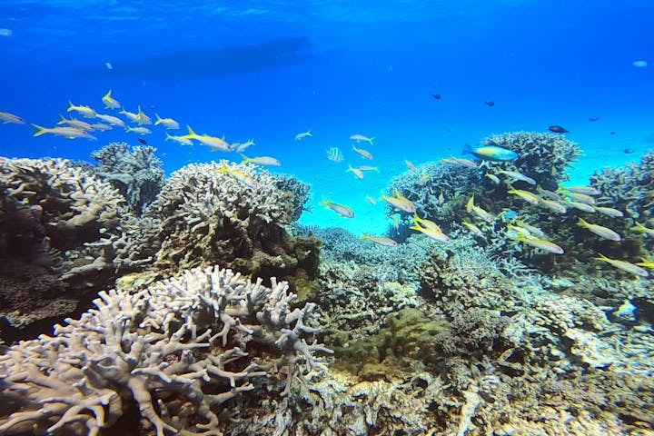 石垣島 半日 スノーケリング キラキラな海とカラフルな熱帯魚の世界へ サクッと遊べる半日ツアー アソビュー