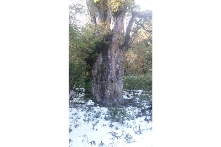 屋久島トレッキングガイドこだま ネット予約ならアソビュー