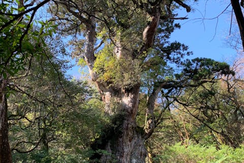 【屋久島・エコツアー】荒川登山口から縄文杉を見に行こう！定番人気のトレッキングツアー