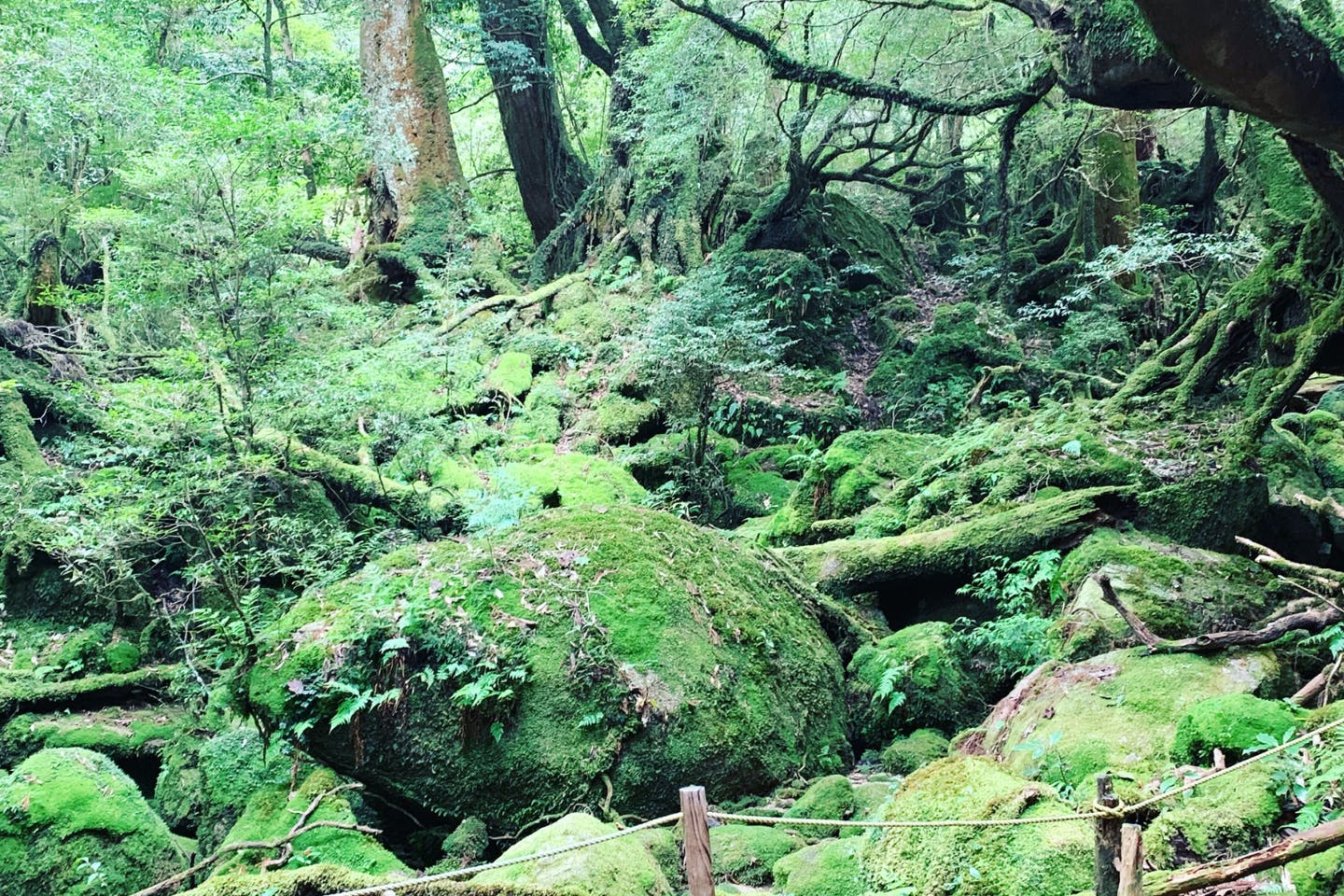 【屋久島・エコツアー】トレッキング初心者にぴったり！屋久島・白谷雲水峡の苔むす森で自然体験