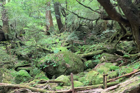 【屋久島・エコツアー】苔むす森〜太鼓岩の絶景へ！屋久島、白谷雲水峡エコツアー