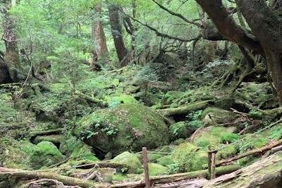 屋久島・エコツアー】苔むす森〜太鼓岩の絶景へ！屋久島、白谷
