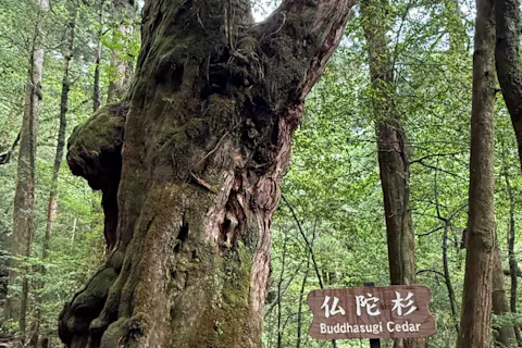 【屋久島・エコツアー】屋久島で自然体験！ヤクスギランドでハイキング＆紀元杉を見に行こう