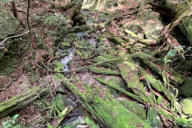 【屋久島・エコツアー】屋久島で自然体験！ヤクスギランドでハイキング＆紀元杉を見に行こう