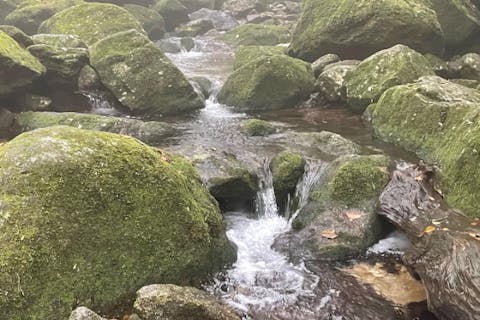 【屋久島・エコツアー】屋久島をすみずみまで楽しむ！白谷雲水峡・苔むす森＆島内観光ツアー