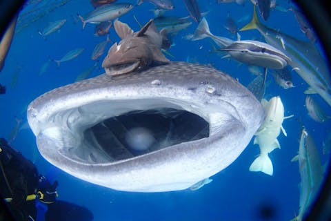 【沖縄・恩納村・シュノーケリング】ジンベイザメシュノーケリング＆青の洞窟シュノーケリング！！ジンベエザメツアー歴20年以上の老舗ショップだからこそ出来る安心安全感動のツアー