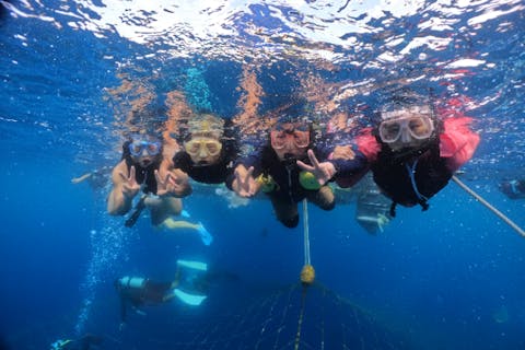 【ジンベイザメとシュノーケルツアー】3歳から参加可（シュノーケルツアー）ジンベイザメツアー歴２０年のショップだから安心安全！！大迫力のジンベイザメをスノーケルで間近に見れるツアーです