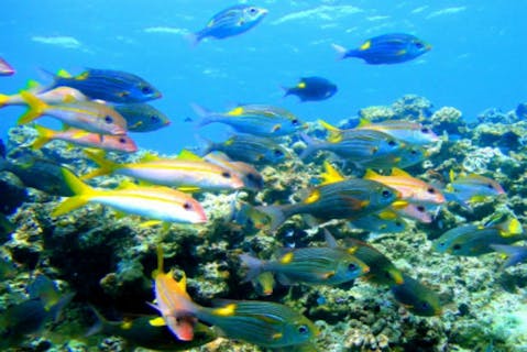 【沖縄・体験ダイビング】送迎有り・水納島をたっぷり満喫！体験ダイビング＆シュノーケリングプラン