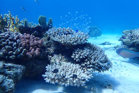 【沖縄・座間味・シュノーケリング・半日】大型カタマランヨットで行くシュノーケリング 気軽に参加できる半日コース！ウミガメやカラフルなお魚とケラマブルーを体感！