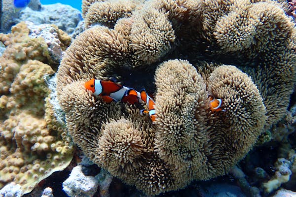 沖縄・座間味島・シュノーケリング・1日】初心者歓迎！ケラマブルーの