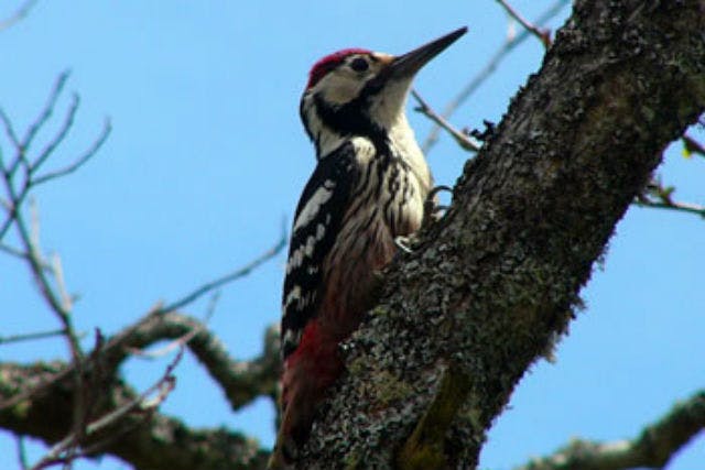 【北海道根室・バードウォッチング】280種類の野鳥が訪れる森へ！春国岱バードウォチング