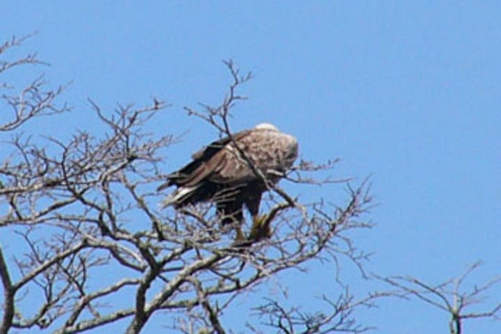 北海道根室 バードウォッチング 280種類の野鳥が訪れる森へ 春国岱バードウォチング アソビュー