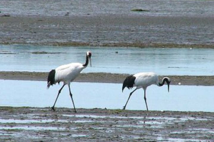 北海道根室 バードウォッチング 280種類の野鳥が訪れる森へ 春国岱バードウォチング アソビュー