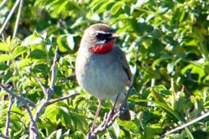 北海道根室 バードウォッチング 280種類の野鳥が訪れる森へ 春国岱バードウォチング アソビュー