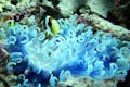 石垣島の海は世界的にも有名。カラフルなサンゴと熱帯魚は見ていて癒されます。