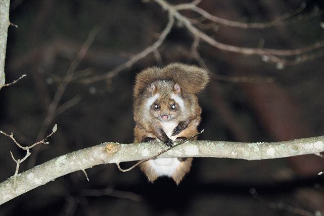 長野県 ネイチャーツアー 出会える確率98 軽井沢の森を飛ぶムササビを見に行こう アソビュー