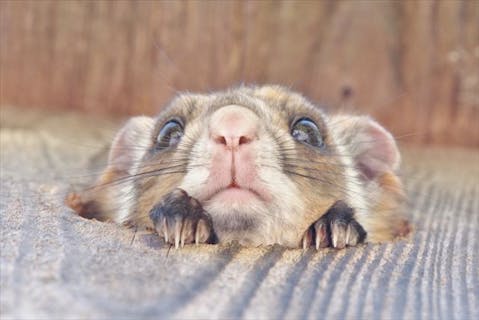 【長野県・ネイチャーツアー】出会える確率95％以上！軽井沢の森を飛ぶムササビを見に行こう