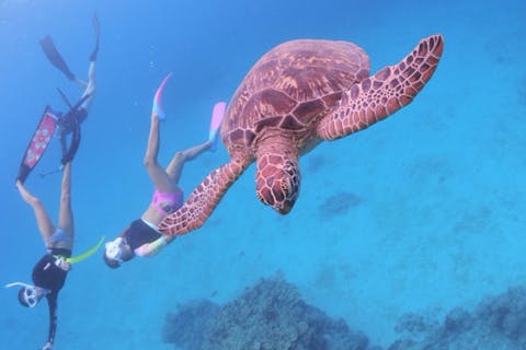 【石垣島・半日・シュノーケリング】気軽に楽しめます。半日マンタ&ウミガメシュノーケリング！（写真データプレゼント）