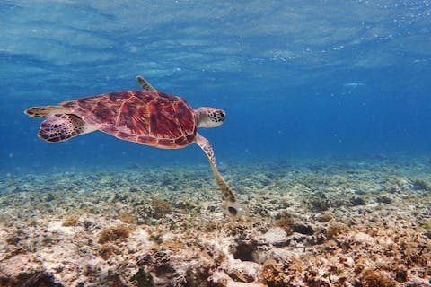 【石垣島・1日・シュノーケリング】石垣島の海を満喫しよう！1日マンタシュノーケリング！ウミガメとニモに会いに行こう♪（写真データプレゼント）