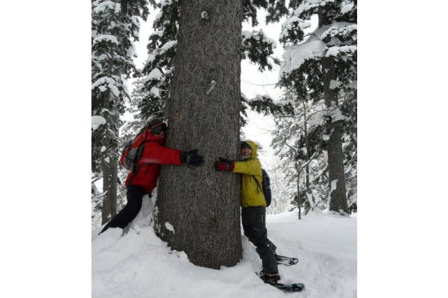 【北海道・富良野・スノートレッキング】巨木たちに囲まれて、まるで小人の気分！原生の森ツアー