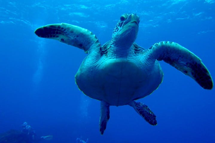 OLIVE DIVING CLUB（オリーブダイビングクラブ）