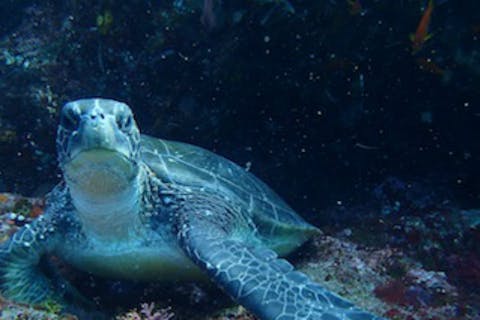 【八丈島・ダイビング】もっと自由に！本格的に！ファンダイビング2ビーチ