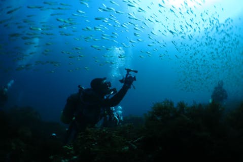 【伊豆大島・ファンダイビング】2ビーチダイブ！竜宮城のように美しい海世界へ
