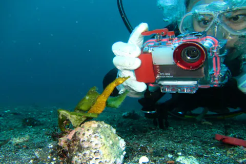 【伊豆大島・ファンダイビング】2ビーチダイブ！1名様でのご参加はこちら！竜宮城のように美しい海世界へ