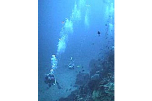 おしどりダイビングサービス (三宅島・三宅村 ファンダイビング)の「【三宅島・ファンダイビング】気軽に本格ダイビングを楽しめる！ファンダイビングプラン！（1ボート）」の画像