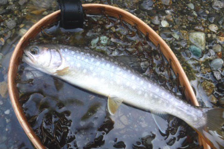 八戸 川釣り体験 奥入瀬渓流でわくわくフィッシング 4時間 写真データ付 アソビュー