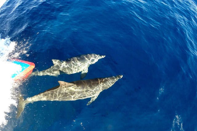 【三宅島・ダイビング】憧れのイルカたちと競泳！御蔵島ドルフィンスイムツアー