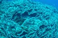 沖縄の海は自然の宝庫。サンゴ礁や珍しい熱帯魚に遭遇できます。