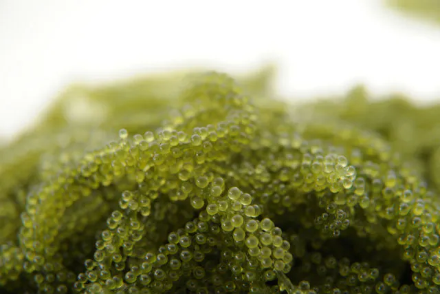 沖縄糸満市 海ぶどう養殖場見学 丁寧な説明で楽しく見学 海の宝石 を観察しよう アソビュー