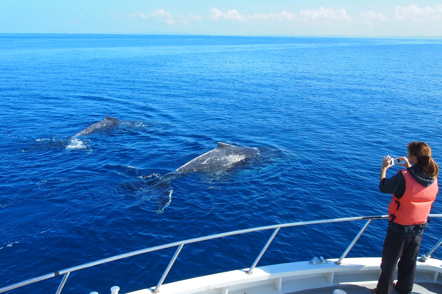 【那覇・ホエールウォッチング】美ら海とザトウクジラのコラボレーションを堪能！