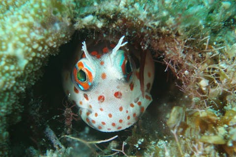 【鹿児島県ヨロン島・ファンダイビング・2ボート】生き物いっぱい！豊かな海に潜ろう