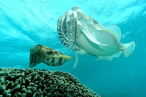 【鹿児島県ヨロン島・ファンダイビング・3ボート】たっぷり潜って大満足！充実の1日