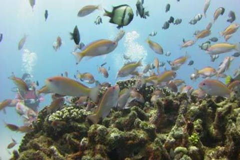 【高槻発・白浜・ファンダイビング】もっと深くに！日帰り・白浜ボートダイビング（2ボート）