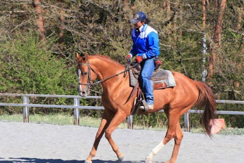 【山梨・小淵沢・経験者向け・乗馬体験】45分の乗馬体験！大自然の中で仲間と一緒に外乗へ