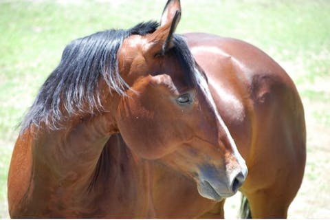 【山梨・小淵沢・引き馬体験】映画で活躍する馬たちと触れ合える！インストラクター同伴で初心者・子供も安心♪