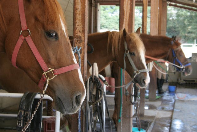 MRC乗馬クラブ広島では、50数頭の馬が暮らしています。やさしい目がとてもキュートです。