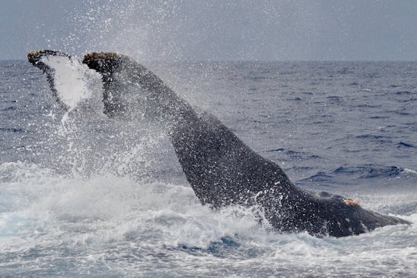 沖縄・座間味島・ホエールウォッチング】迫力満点！ダイナミックな
