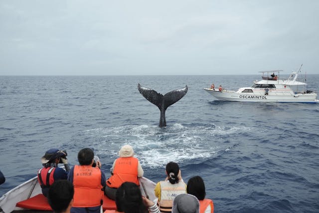 【沖縄・座間味島・ホエールウォッチング】迫力満点！ダイナミックなクジラたちに会いに行こう！（2時間）